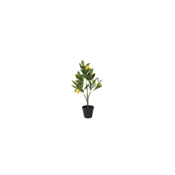 Citrontræ i potte 60 cm.