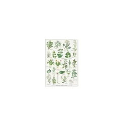 Plakat - "Spiselige vilde planter" - A2