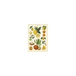 Vintage plakat - Citrus