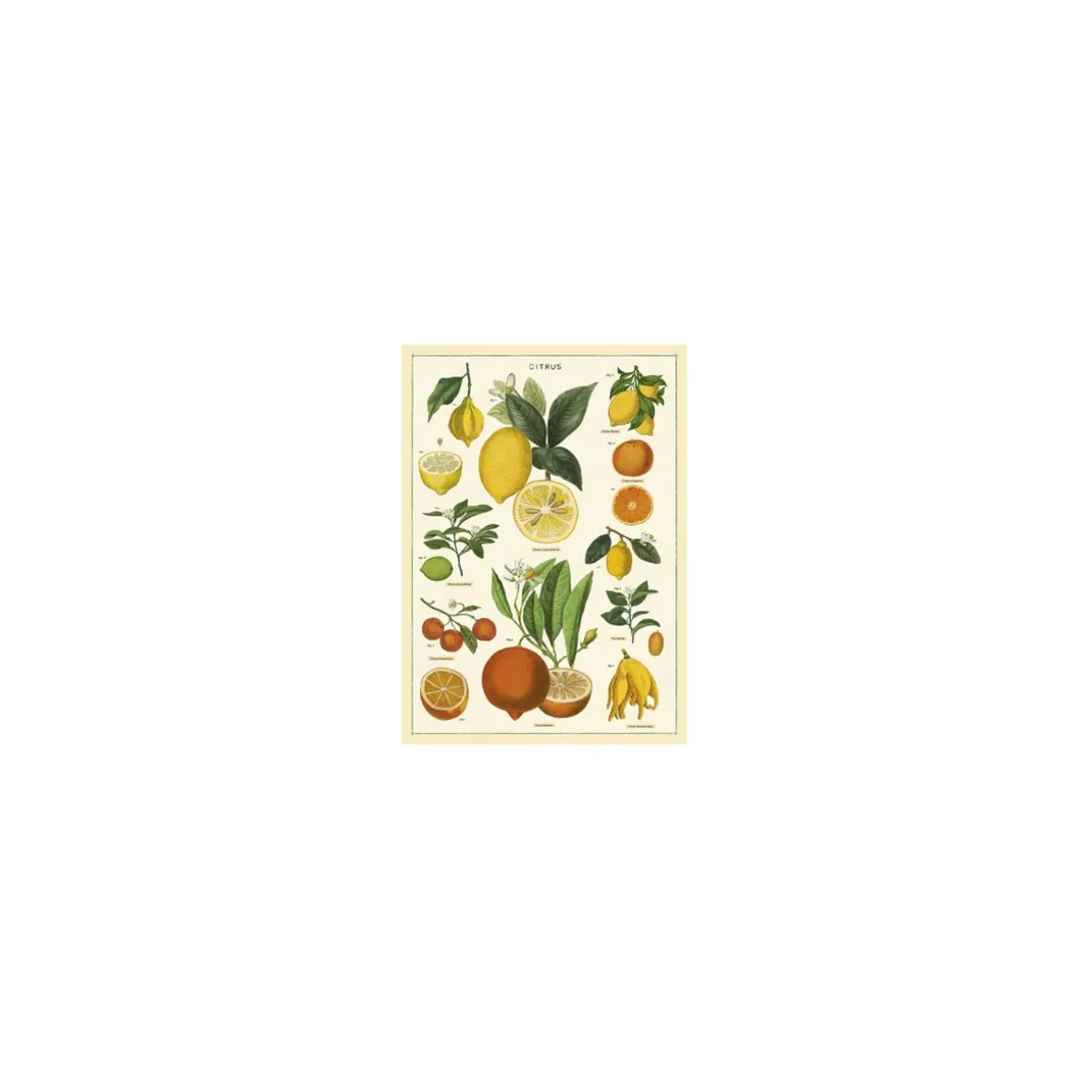 Vintage plakat - Citrus