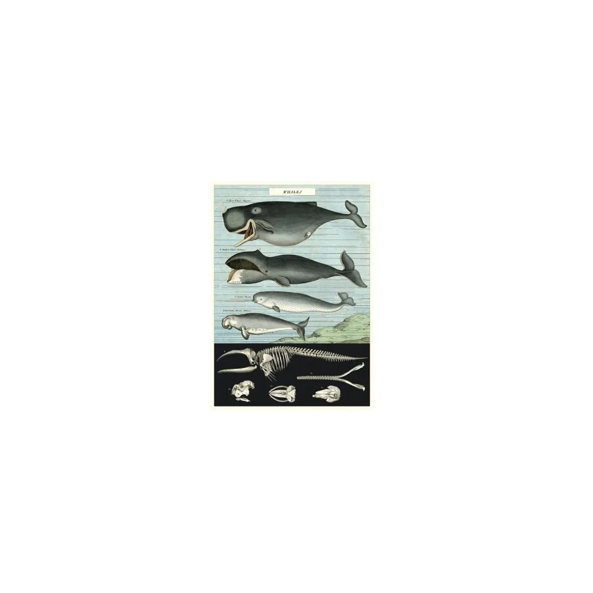 Vintage plakat Hvaler - 50x70 cm.